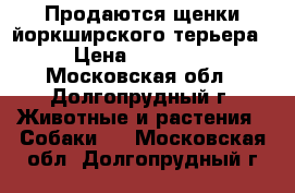 Продаются щенки йоркширского терьера › Цена ­ 15 000 - Московская обл., Долгопрудный г. Животные и растения » Собаки   . Московская обл.,Долгопрудный г.